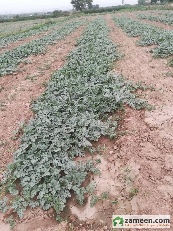 335 Kanal Dairy Farm For Sale Near Adiala Road Rawalpindi Adiala Road, Rawalpindi ID11536742