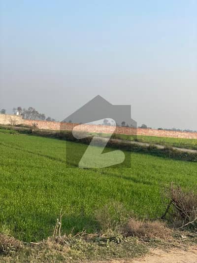 بیدیاں روڈ لاہور میں 24 کنال زرعی زمین 6.3 کروڑ میں برائے فروخت۔