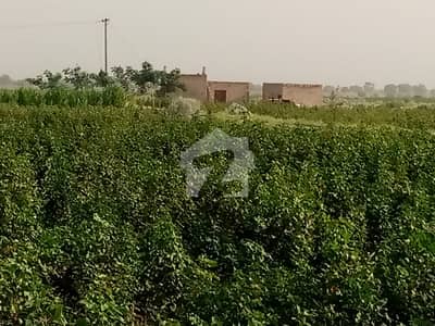 20 Acre (160 Kanals) Agriculture Land Is Available For Sale In Fort Abbas Bahawalnagar