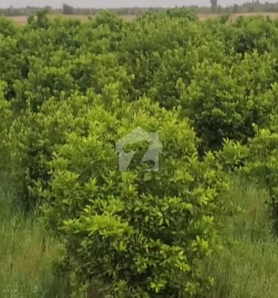 خوشاب روڈ سرگودھا میں 123 کنال زرعی زمین 4.65 کروڑ میں برائے فروخت۔