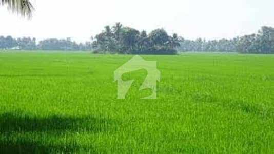 فیروزپور روڈ قصور میں 800 کنال زرعی زمین 32.0 کروڑ میں برائے فروخت۔