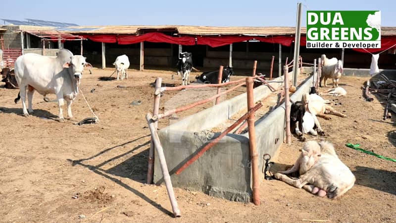 Cattel Farm House Land Gadap Town Cattel Farm House Land Gadap Town