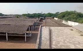 Cattel and Goat Farm Gadap Town