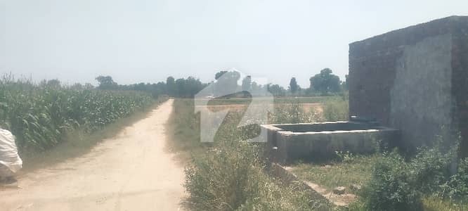 جاہمن لاہور میں 8 کنال زرعی زمین 1.25 کروڑ میں برائے فروخت۔