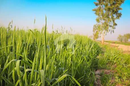 Prime 13 Acer Fully Agriculture Land For Investment For Sale at near Samundri Road Faisalabad