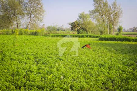 سمندری روڈ فیصل آباد میں 4 کنال زرعی زمین 2.7 کروڑ میں برائے فروخت۔