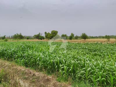 لاہور ۔ شیخوپورہ ۔ فیصل آباد روڈ فیصل آباد میں 392 کنال زرعی زمین 55.0 لاکھ میں برائے فروخت۔