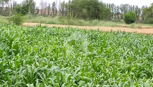 سمندری روڈ فیصل آباد میں 520 کنال زرعی زمین 20.8 کروڑ میں برائے فروخت۔