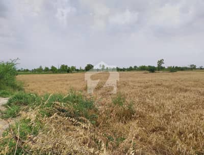 50 Acre Agriculture Land For Sale On Jarranwala To Khurrianwala Road, Faisalabad