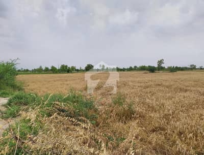 25 Acre Fully Agriculture Land For Sale Near Jarranwala To Satiana Road Faisalabad