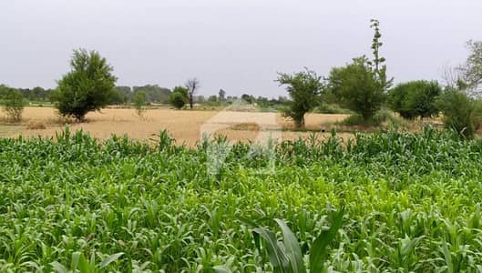 سمندری روڈ فیصل آباد میں 120 کنال زرعی زمین 9.0 کروڑ میں برائے فروخت۔ سمندری روڈ فیصل آباد میں 120 کنال زرعی زمین 9.0 کروڑ میں برائے فروخت۔