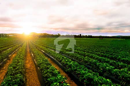 Ideal 27 Acer Agriculture Land For Sale at Nearby Jarranwala Road Faisalabad Punjab Ideal 27 Acer Agriculture Land For Sale at Nearby Jarranwala Road Faisalabad Punjab