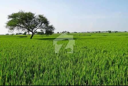 شیخوپورہ مُرِيدكے روڈ شیخوپورہ میں 56 کنال زرعی زمین 5.0 کروڑ میں برائے فروخت۔