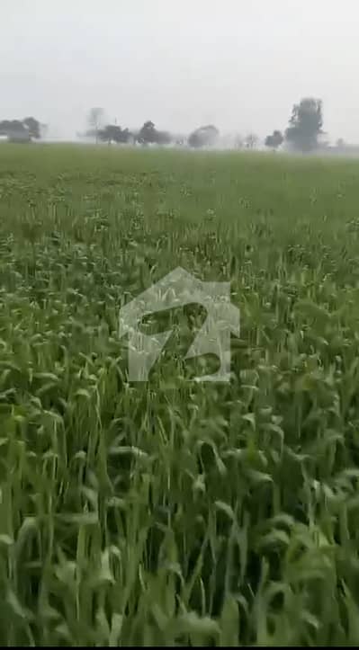 صفدرآباد شیخوپورہ میں 900 کنال زرعی زمین 77.0 کروڑ میں برائے فروخت۔