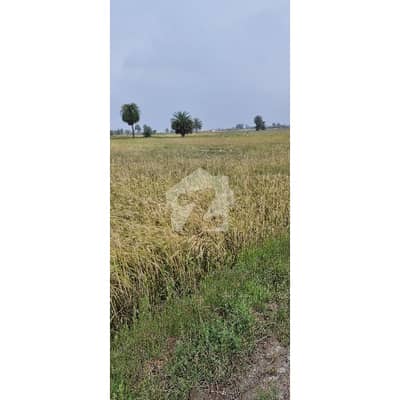206 Kanal 10 Marla Commercial & Agricultural Land For Sale Near Shahkot Jaranwala Road Massive 1100 Ft Front