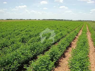 9 Kanal Agricultural Land For Sale Chak 39/3-R, Okara.