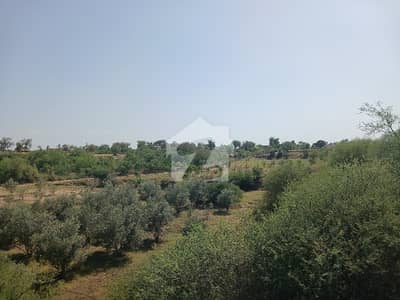 215 Kanal Agriculture/Farm House Land For Sale Balkasar 215 Kanal Agriculture/Farm House Land For Sale Balkasar