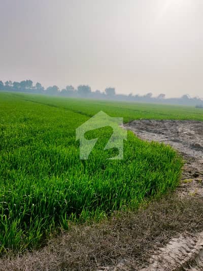 Agricultural Land Of 8000 Kanal For sale In Mankera Road