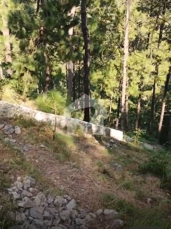 2 Kanal Possession With Boundary Wall 2 Kanal Possession With Boundary Wall