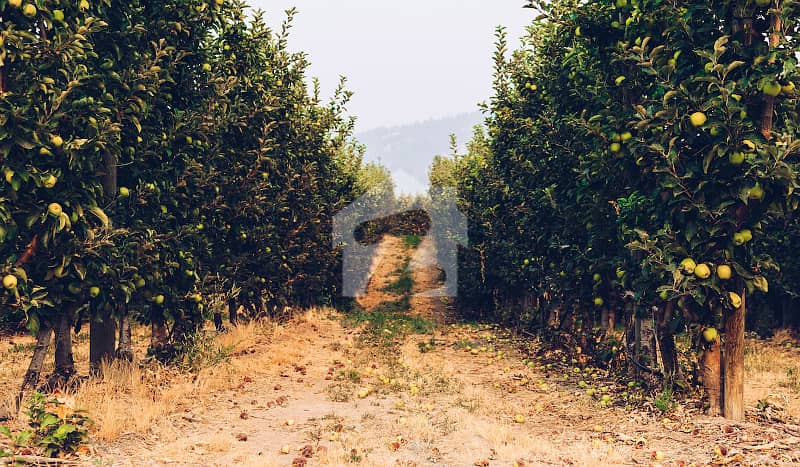 CORNER 5 KANAL FARM HOUSE PLOT FOR SALE Multi Residencia & Orchards ...