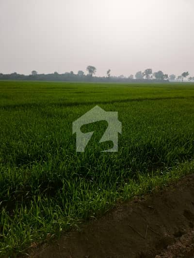 200 Kanal Agricultural Land For sale In Mankera