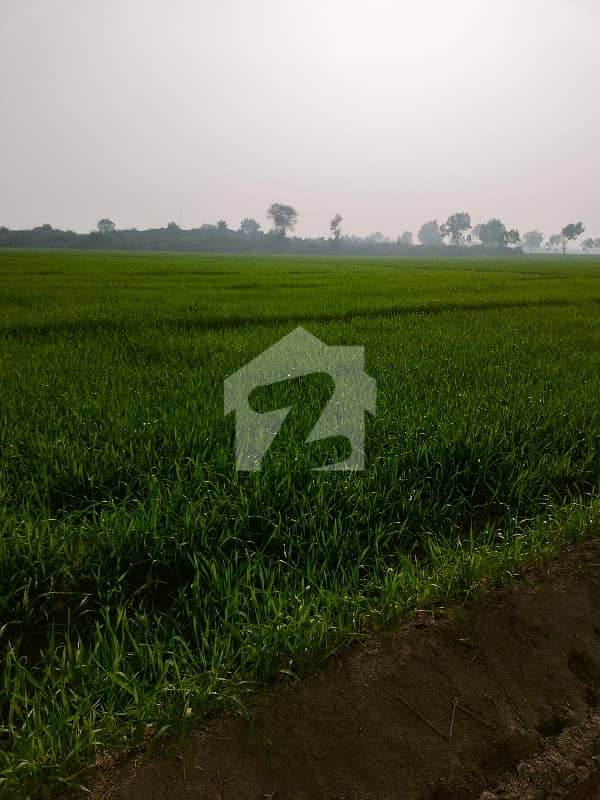 200 Kanal Agricultural Land For sale In Mankera 200 Kanal Agricultural Land For sale In Mankera