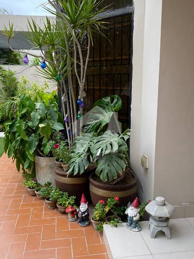 Well Renovated 500 Sq. Yards House Available for Sale in Falcon Complex Faisal