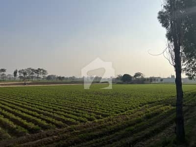 158 Kanal Land Cutting For Farm Houses 3 Side Open 5000 Feet Front In Roads