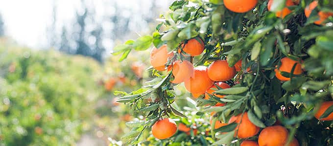 75 Kanal Agricultural Land / Orange Farm For Sale Near Khanpur Dam