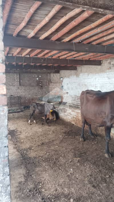 3 kanal dairy farm available for rent