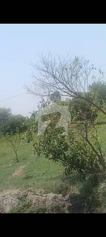 ہیڈ محمد والا ملتان میں 400 کنال زرعی زمین 25.0 کروڑ میں برائے فروخت۔