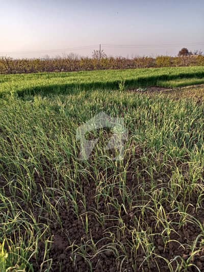 LAND 200KANAL For SALE AGRICULTURE fathjang rood