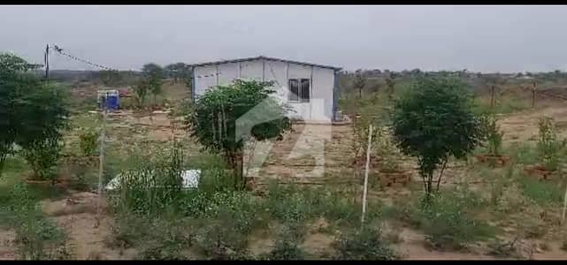 700 Kanal Land Available For Sale On Prime Location With 8000 Olive Plants