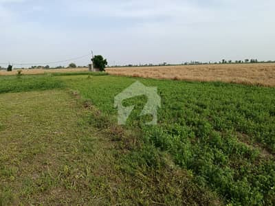 شرقپور روڈ شیخوپورہ میں 200 کنال زرعی زمین 17.5 کروڑ میں برائے فروخت۔