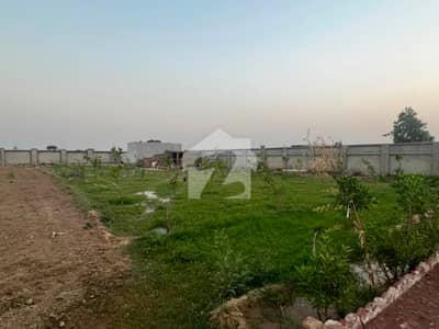 برکی روڈ کینٹ,لاہور میں 6 کنال زرعی زمین 2.5 کروڑ میں برائے فروخت۔