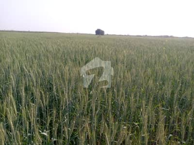 20 Acre (160 Kanal)* Agriculture Land Is Available For Sale 20 Acre (160 Kanal)* Agriculture Land Is Available For Sale