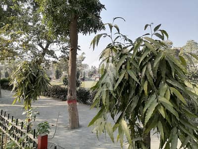 Ready To Buy A Residential Plot In Marghzar Officers Colony Marghzar Officers Colony Ready To Buy A Residential Plot In Marghzar Officers Colony Marghzar Officers Colony