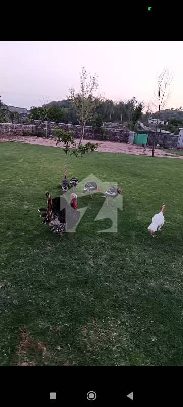 15 Kanal land for sale in simly dam near with marjan farm