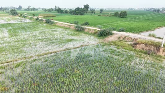 Shahkot 45 Acres Agriculture Land For Sale Sangla to Shahkot Road 4 KM from Shahkot Shahkot 45 Acres Agriculture Land For Sale Sangla to Shahkot Road 4 KM from Shahkot