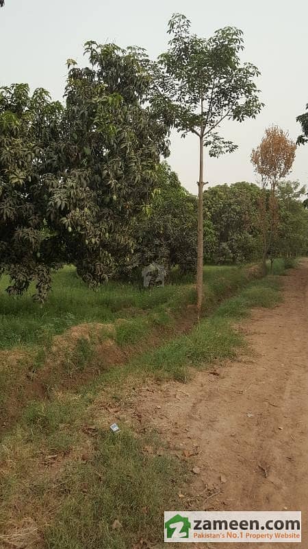 Agricultural Land 2. 5 Acre With Mango Garden. Excellent Land For Agriculture Purpose