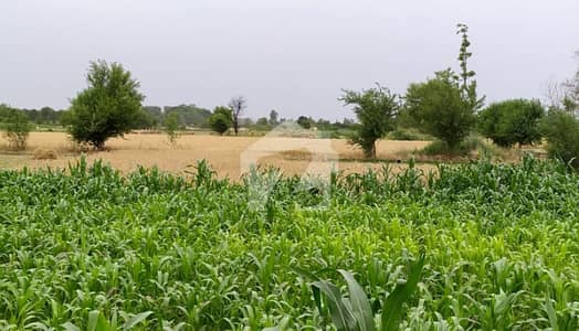 کھڑیانوالہ فیصل آباد میں 200 کنال زرعی زمین 17.64 کروڑ میں برائے فروخت۔
