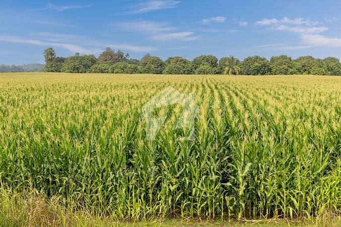Farm land 2 lakh per kanal Farm land 2 lakh per kanal
