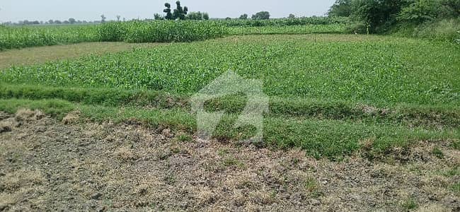 Dairy Farming Land for sale Barki Road Direct Access Carpet Road Front Electricity on Ground