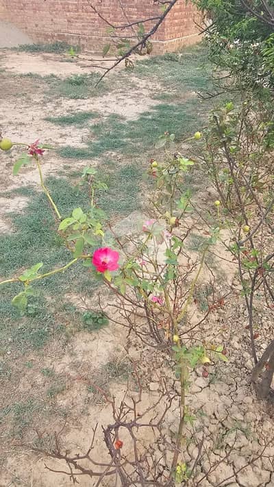 2 Kamal plot very good location