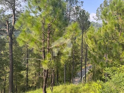 Urgently Selling 2 Kanal Possession Corner Plot