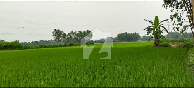 40 KANAL OPEN LAND FOR FORM HOUSE FOR SALE AT VERY HOT LOCATION NEAR TO MAIN RAIWAND KASUR ROAD
