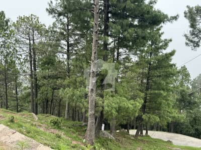 A Precious Very Centrally Located Commercial Plot For Sale In Lower Jhika Gali Scheme Murree. Almost 5 Minutes Drive From Mall Road.   Having Direct Access From Murree Expressway Way,