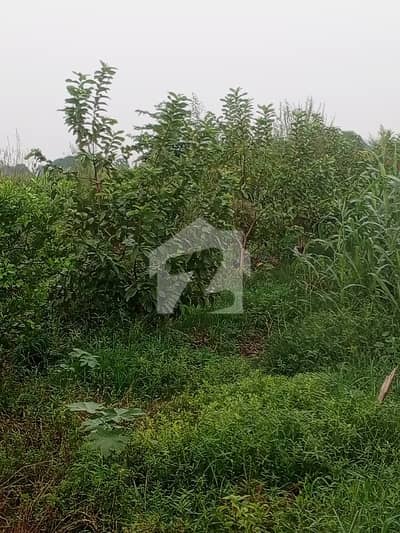 برکی روڈ کینٹ,لاہور میں 8 کنال Studio فارم ہاؤس 6.0 کروڑ میں برائے فروخت۔