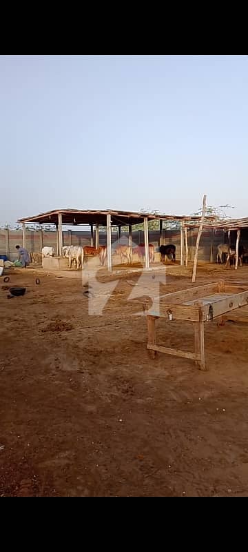 Ready Cattle, Goat Farm & Farmhouse For Sale Best Location Ready Cattle, Goat Farm & Farmhouse For Sale Best Location