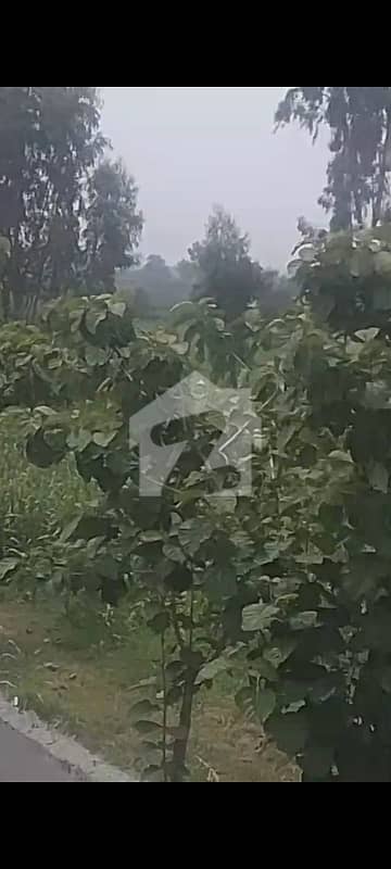 ملتان روڈ لاہور میں 34 کنال زرعی زمین 6.0 کروڑ میں برائے فروخت۔